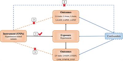 Assessing the causal role of hypertension on left atrial and left ventricular structure and function: A two-sample Mendelian randomization study